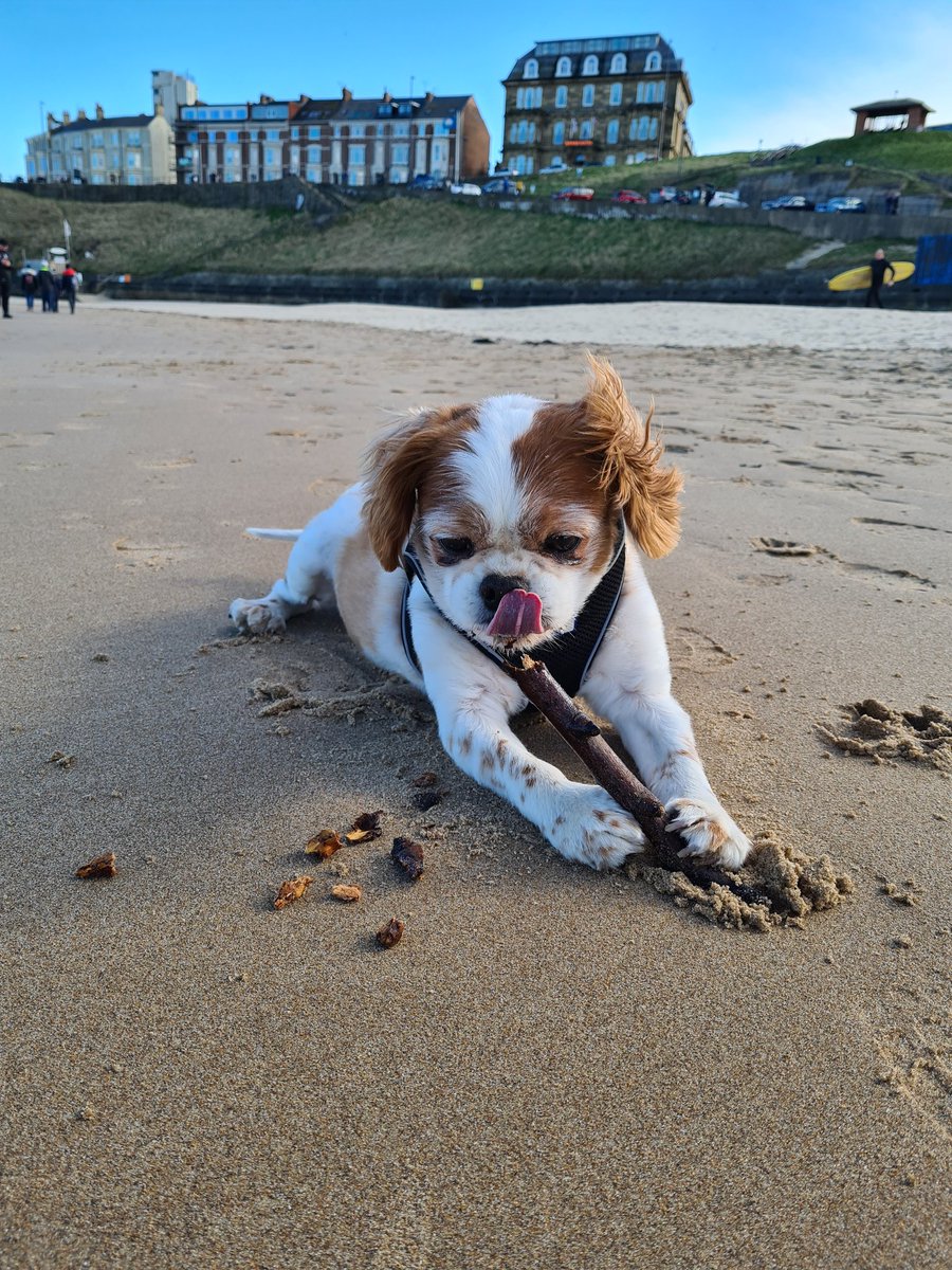 RMcCarthySage's tweet photo. @sageuk gives their employees three wellbeing days, today I spent my first going to the coast, having fish &amp; chips and walks with this rascal! https://t.co/1jpkbFzMZg