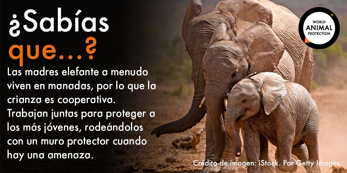 Cruel finalizando Adaptabilidad Protección Animal Mundial on Twitter: "#DatoCurioso: Los elefantes tienen  una vida social increíble y fascinante. 🐘💕 #FunFactFriday #Elefantes  https://t.co/VDqUhltDoO" / Twitter