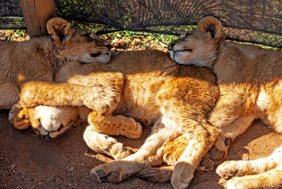 YouthForLions's tweet photo. #REDFLAGSFORLIONS
Here are a few questions to ask should you visit a tourism facility & notice that they always have cubs present, but not many adults live at the facility.
🚩 Do you let the animals live here for the rest of their lives? If not, where do they go?
1/5 https://t.co/m3tUC16rhU
