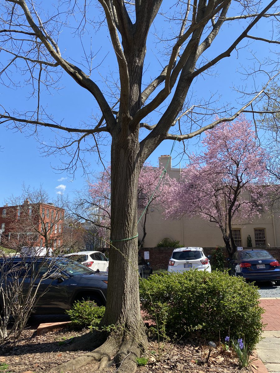 theHillisHome's tweet photo. A noose was placed overnight in the courtyard at St. Mark’s Episcopal church, 3rd and A Streets SE. Rev. Michele Morgan says they church’s had two #BlackLivesMatter banners torn from the front of the church within the past year. Cc @alanhenney https://t.co/W8f2GJBFVE