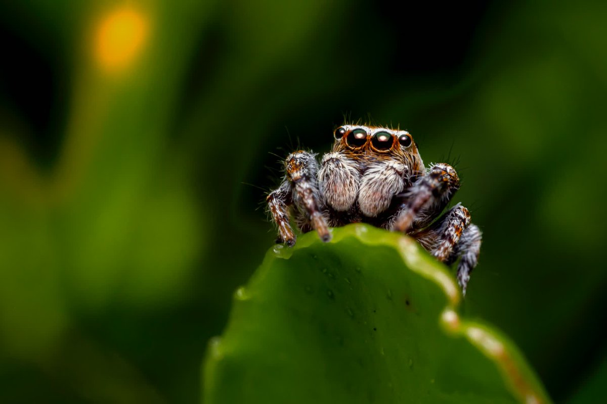This curious little one is the Jumping Spider. The Jumping spiders are one of the spiders with the best vision that they use in courtship, hunting and navigation. Have you seen a Jumping Spider before?#Reforestree #Jumpingspider #wildlifephotography #wildlife #nature #earthlover