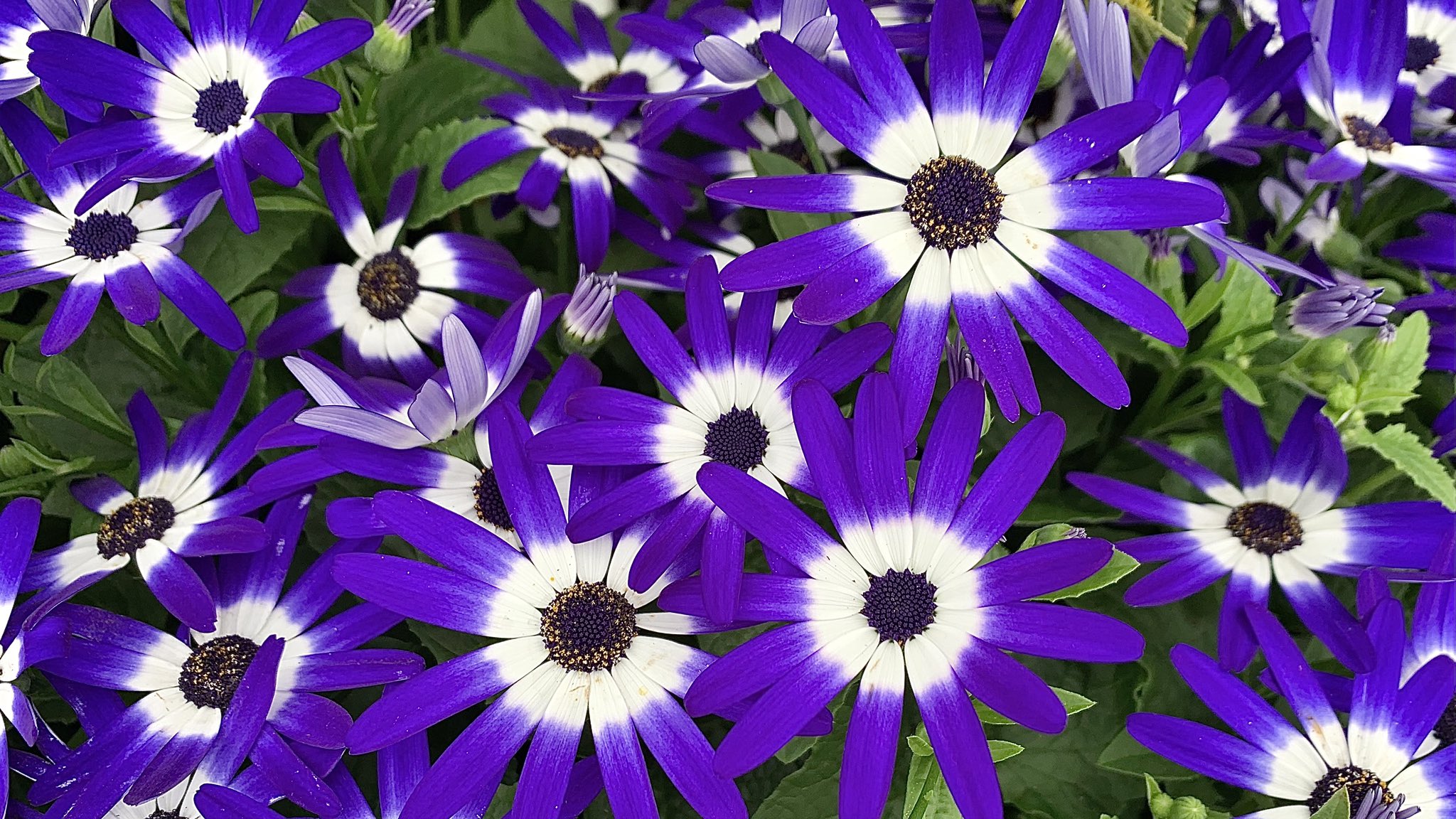 Цинерария Senetti Magenta bicolor