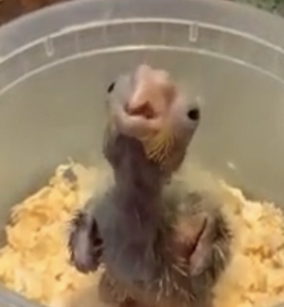 This reminds me of someone ... but who ?