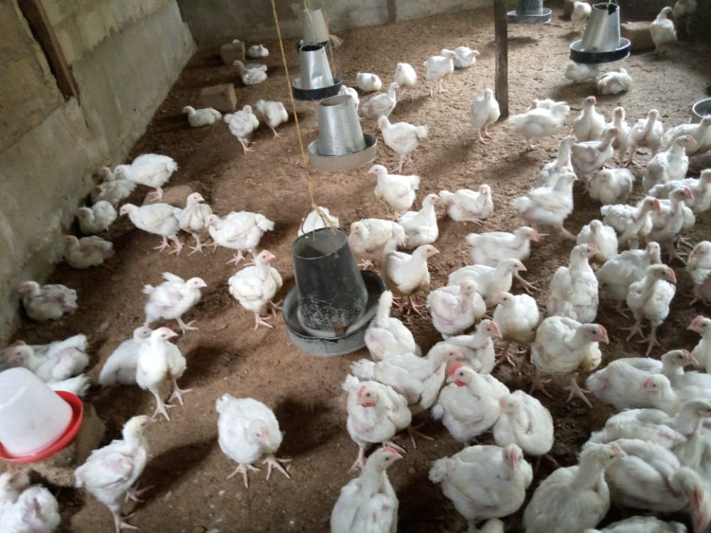 jaeetconsultng's tweet photo. Despite growing high cost of feeds, we will continue to support our farmers through out these trying times. https://t.co/cPnaspxoQX