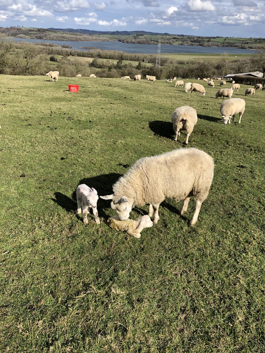QuarryWoodFarm's tweet photo. We have started good mum https://t.co/BXNyEYibej