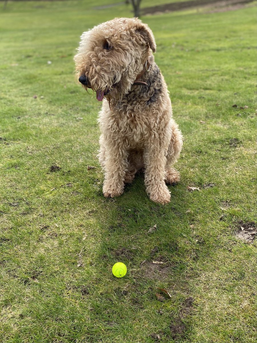 AiredaleThe's tweet photo. Anyone for golf.
#indietheairedale #airedale #airedaleterrier #terrier #airedalecommunity #dog #DogsofTwittter #golf https://t.co/ZQBx0orZyu