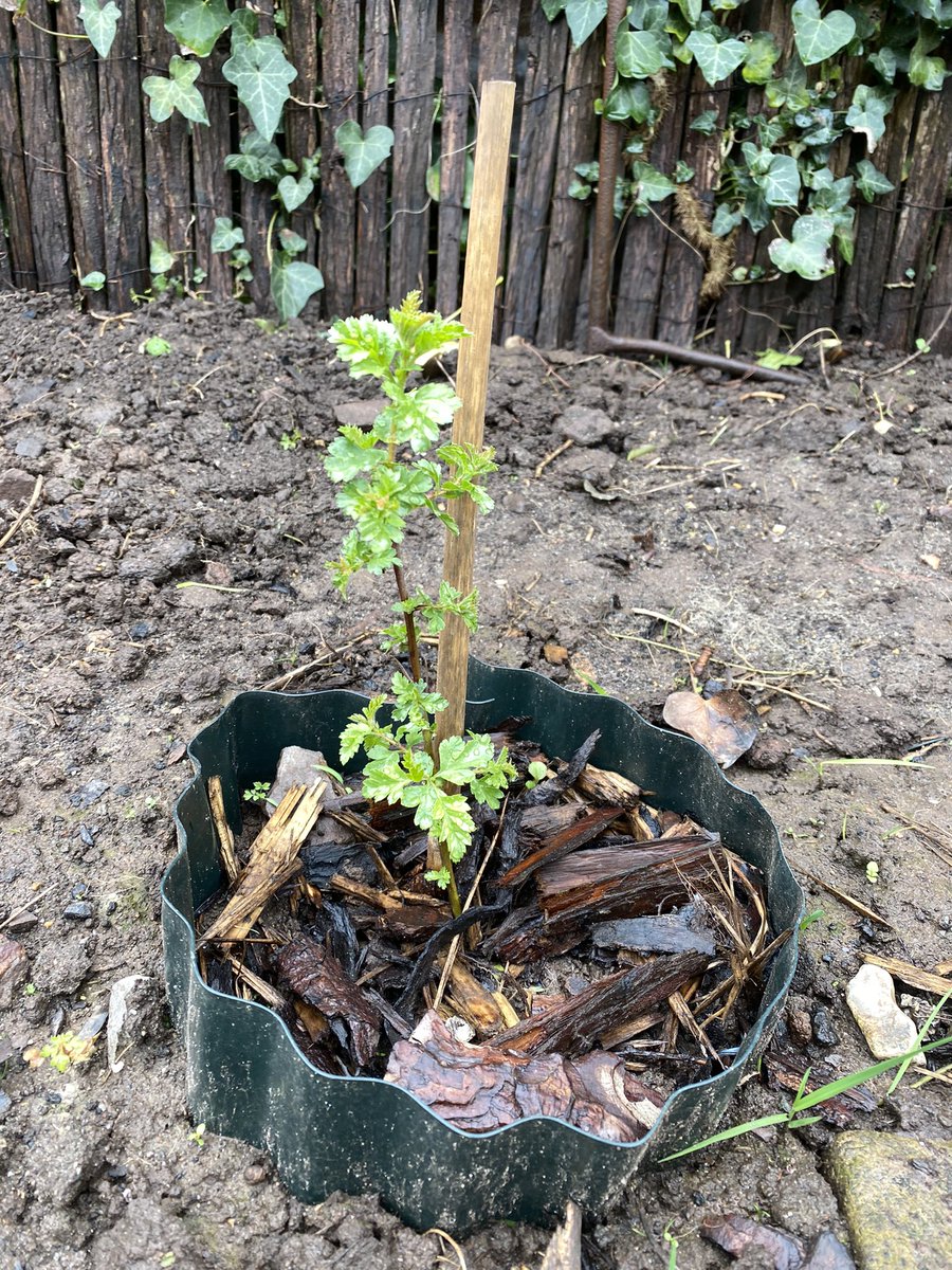 4spiritdancer's tweet photo. My lovely little @innocent Hawthorn tree is starting to get its leaves. Thank you to @innocent for sending out this little root tree a few months ago. It has a good home here 🥰 https://t.co/8Op2bPgLbK