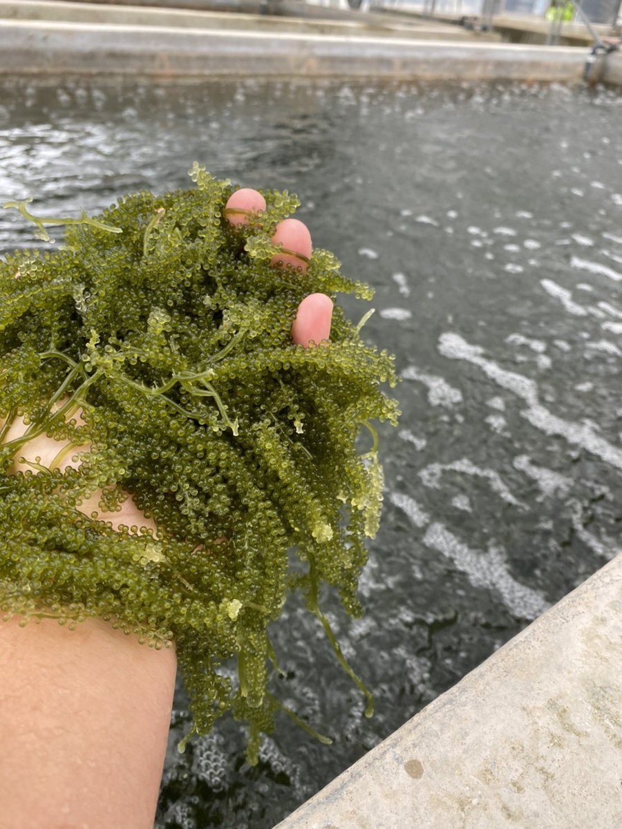 aki_rina's tweet image. 沖縄の海ブドウが300kg余っているそうで、初めて自宅宛にお取り寄せしてみました…！飲食店への出荷減影響とのことですが、確かに海ブドウって飲食店でしか食べたことない😲ドレッシングも付いてるからすぐに食べれそう。楽しみ✨ #農家漁師からのSOS

▼こちらの海ブドウです
tabechoku.com/producers/2113…