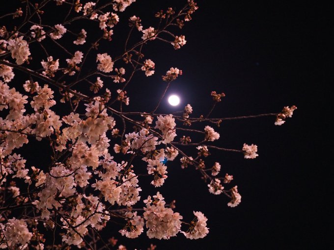 夜桜 高画質 のtwitterイラスト検索結果 古い順 夜桜 高画質 のtwitterイラスト検索結果 古い順