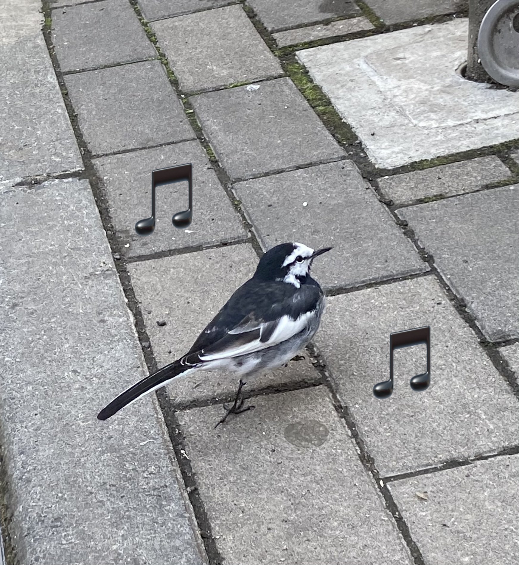 Kパパ 元コーチ 今日のお昼 仙台朝市いったら とことことこ と セグロセキレイくんが寄ってきてくれました 人懐っこいから大好きなんですよね 今日は1m以内まで寄って撮影させてくれました セグロセキレイ 鳥 動物 かわいい T Co