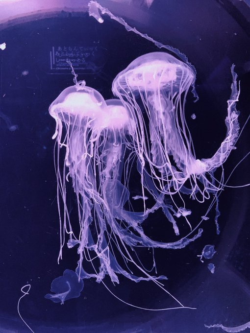 クラゲ 高画質 のtwitterイラスト検索結果 古い順