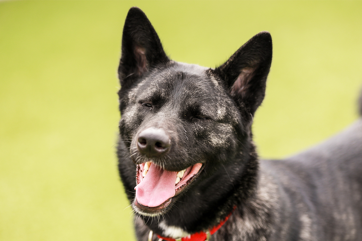 Battersea_'s tweet photo. Smile - it's finally Friday! 🎉😄 #FridayFeeling https://t.co/mhBT1qqXiC
