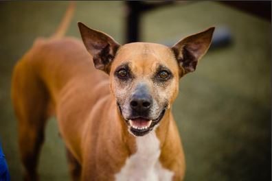 TheGregAngel's tweet photo. Meet Ann and Mazi. 

ANN (https://t.co/icbsKMTLDp) and MAZI ((https://t.co/OvprpmxedB) (unrelated) are both looking for homes, desperately, as both are also fighting cancer. 

@OCAS_Orlando: https://t.co/nPJ2r49L5o https://t.co/k6qdveBRUd