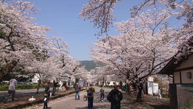 今日は桜トンネルを見に行った後、大鮮寿司へ行ってきた(^.^) 