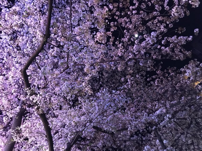 夜桜 高画質 のtwitterイラスト検索結果 古い順