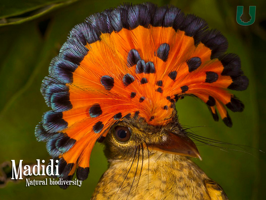 Птица амазонский мухоед. Птицы удивительные животные. Птицы удивительные животные. Амазонский королевский мухоед. Амазонская королевская мухоловка.