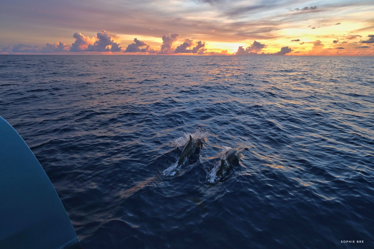 Dolphins &amp; Sunset in the Indian Ocean 🙂
#dolphins #sunset #indianocean #gunboat60 #moonwave #sailingaroundtheworld #sailingadventure