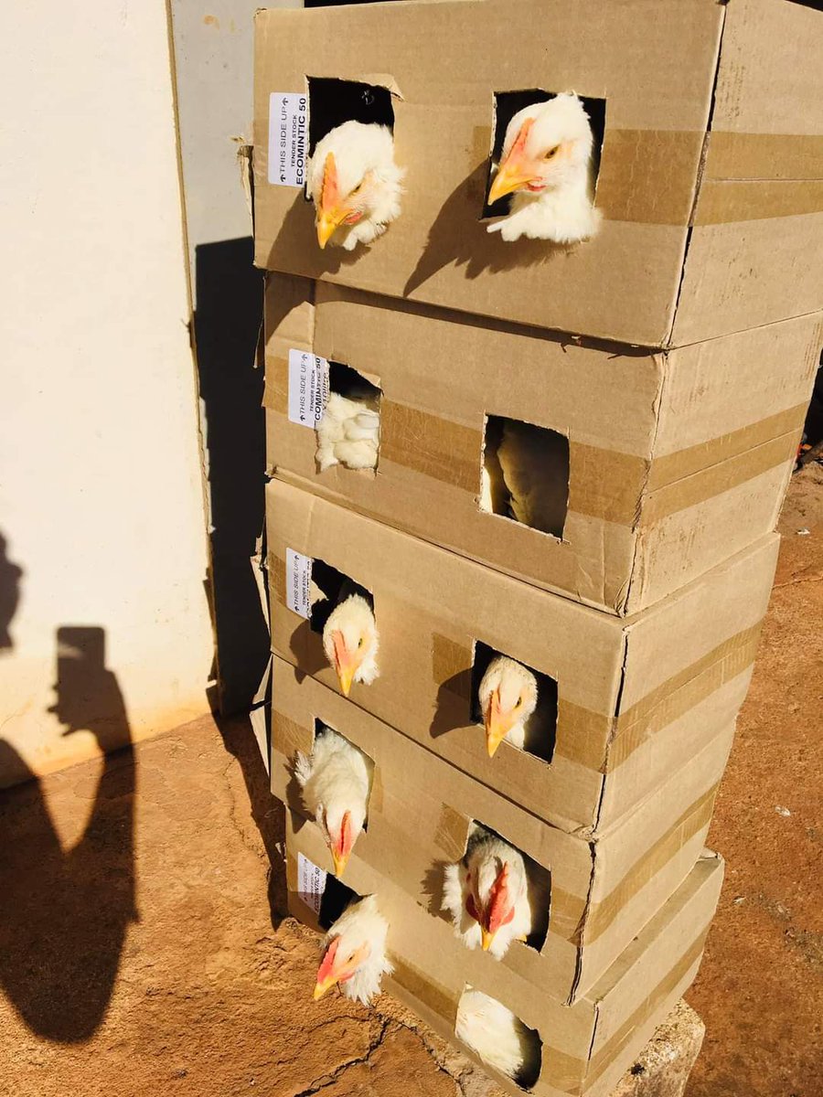 BossNelaz's tweet photo. Guys please retweet and like to help me promote my hustle and get equipment support from @MTNza #ShowYourGo ...

I am a backyard poultry farmer who is currently selling in Harding,kzn 

Broiler R65 each https://t.co/5ETaLlDy8D