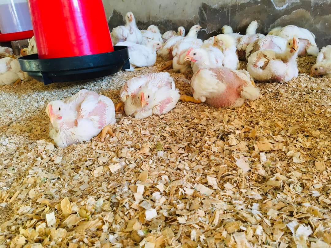 BossNelaz's tweet photo. Guys please retweet and like to help me promote my hustle and get equipment support from @MTNza #ShowYourGo ...

I am a backyard poultry farmer who is currently selling in Harding,kzn 

Broiler R65 each https://t.co/5ETaLlDy8D