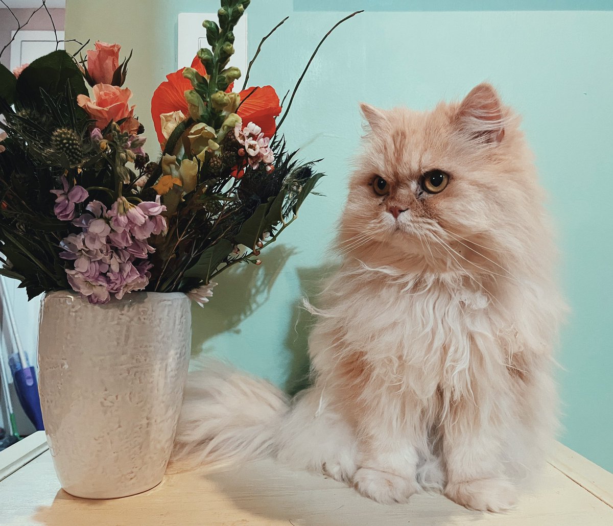 duckthecat's tweet image. hello everybody pls fav if you are happy its friday okay thank you love duck :)