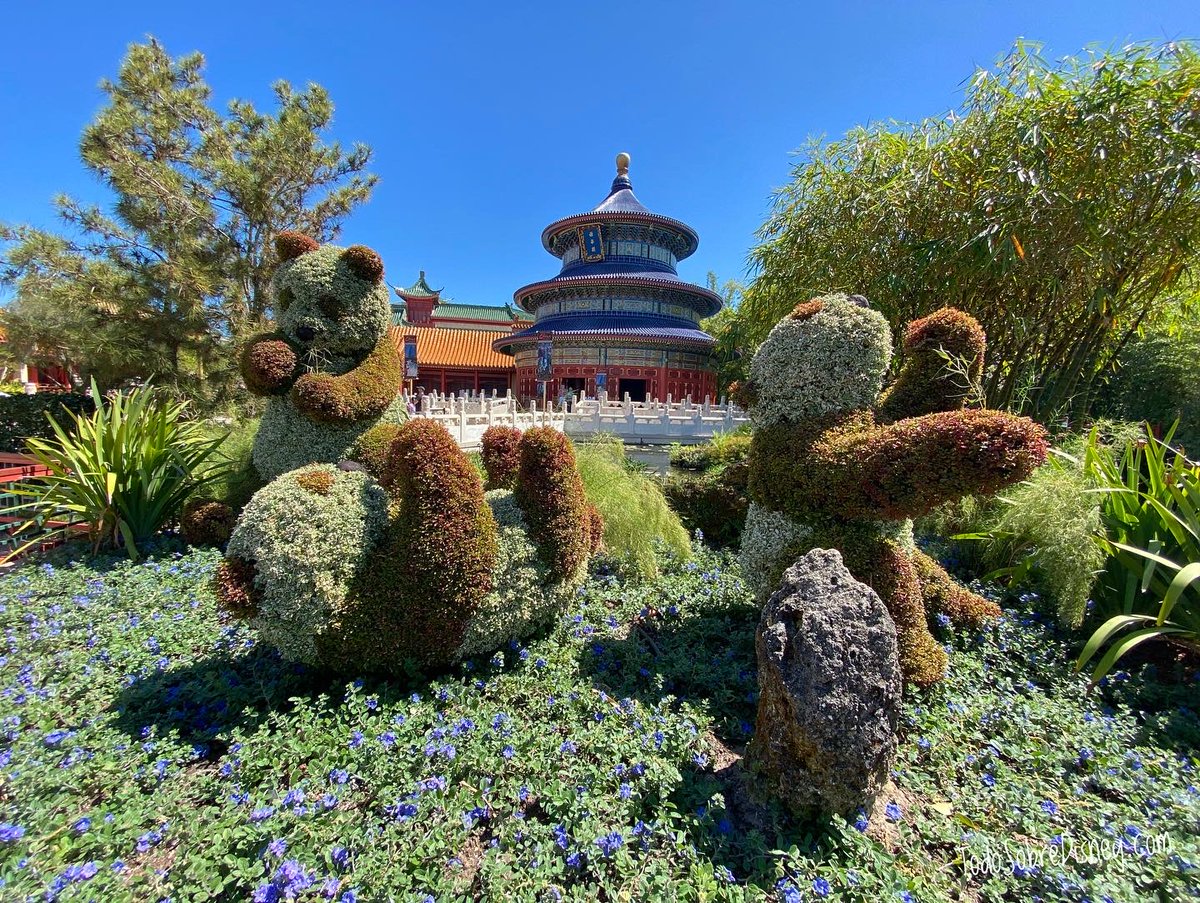 TSobreDisney13's tweet photo. ¡Así se recibe la primavera! Con el Festival de Flores y Jardines en EPCOT🌷🌼🌺

#WDW #Florida #DisneyWorld #ParquesDeDisney https://t.co/454oUj2Z2P