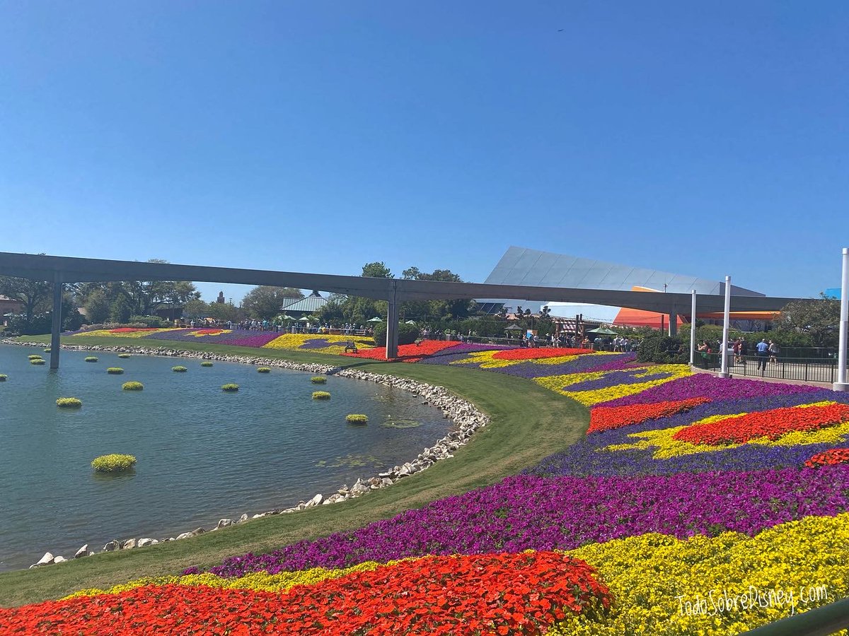 TSobreDisney13's tweet photo. ¡Así se recibe la primavera! Con el Festival de Flores y Jardines en EPCOT🌷🌼🌺

#WDW #Florida #DisneyWorld #ParquesDeDisney https://t.co/454oUj2Z2P