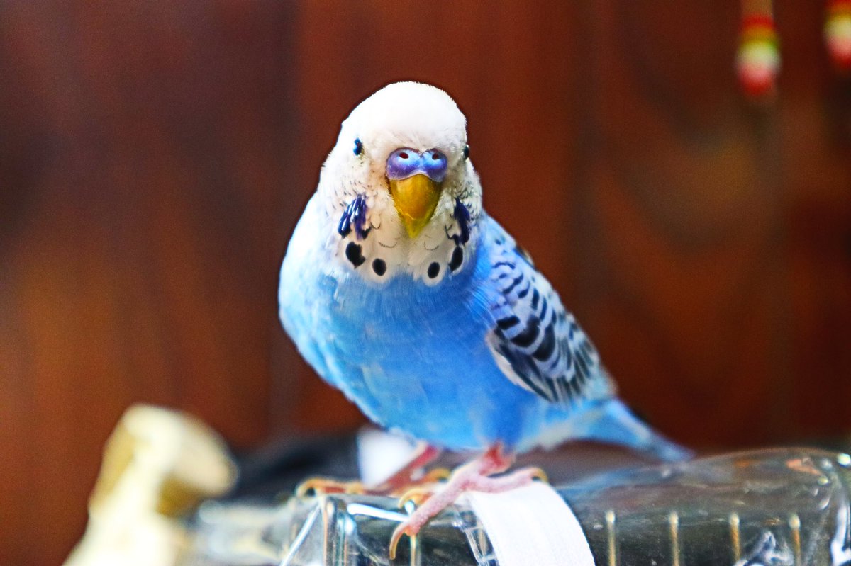 travejing's tweet photo. 2021年3月25日15時頃
山口県下松市潮音町でオスのセキセイインコを迷子にさせてしまいました。
そらぴよ。そらちゃんなど喋ります。
保護、目撃された方がいらしたら下松市警察署までよろしくお願いします。
#セキセイインコ　#山口県　#下松市　#潮音町　#インコ保護 ＃インコ迷子 https://t.co/I42Q6RmGUE