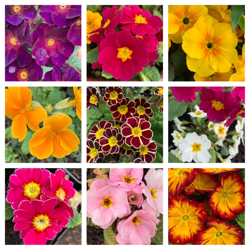 An amazingly beautiful selection of primroses growing around Our Secret Garden ⁦<a href="/charltonmanor/">Charlton Manor Sch</a>⁩