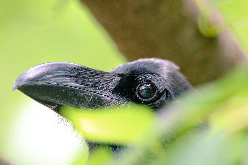 BirdPerHour's tweet photo. #birdbot https://t.co/d9CAyPREoE