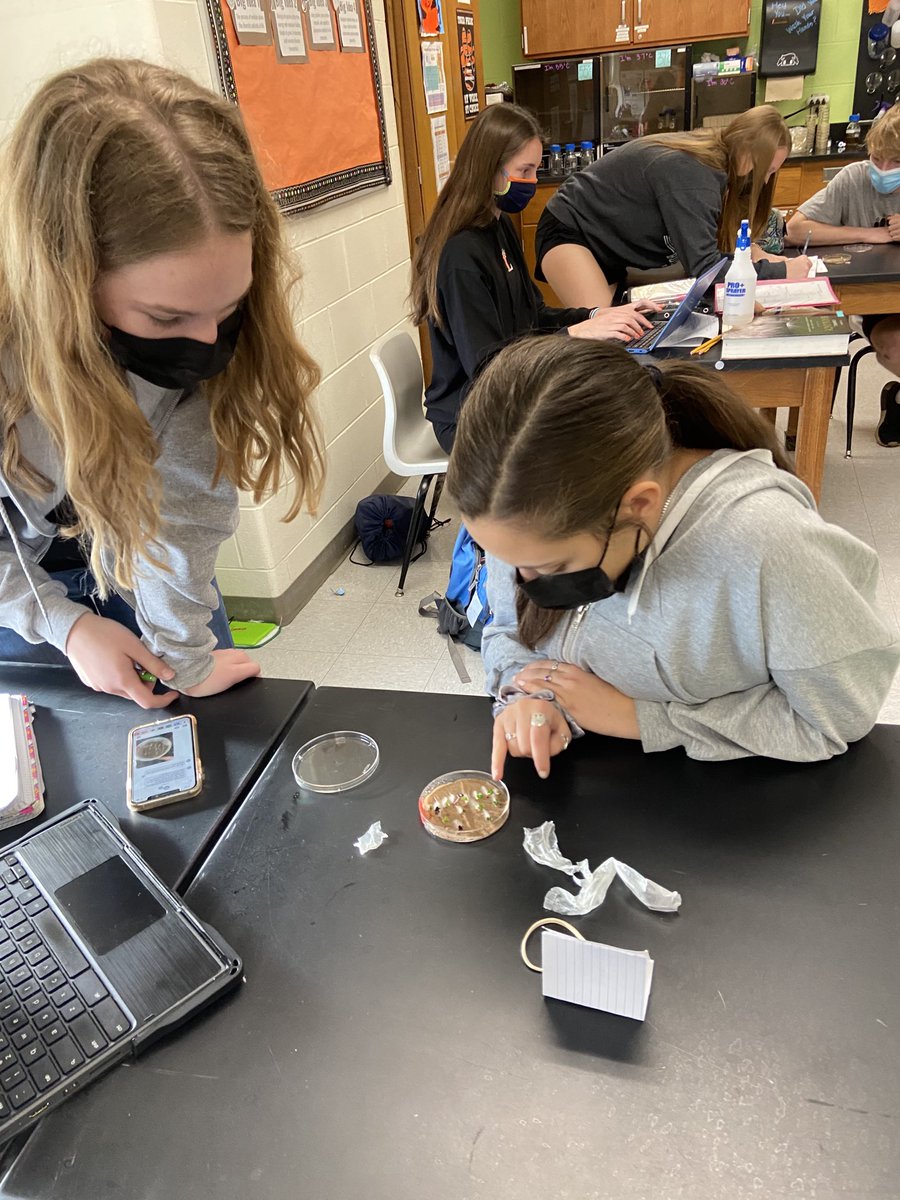 SchermsLHS's tweet photo. Love me some @fastplants for #LHSAPBio genetics 🧬. Extra ❤️ Rachel Y sharing data w virtual learner, Nia G. 🧑💻 @LHSTigrInCharge https://t.co/0ny9qtYImq