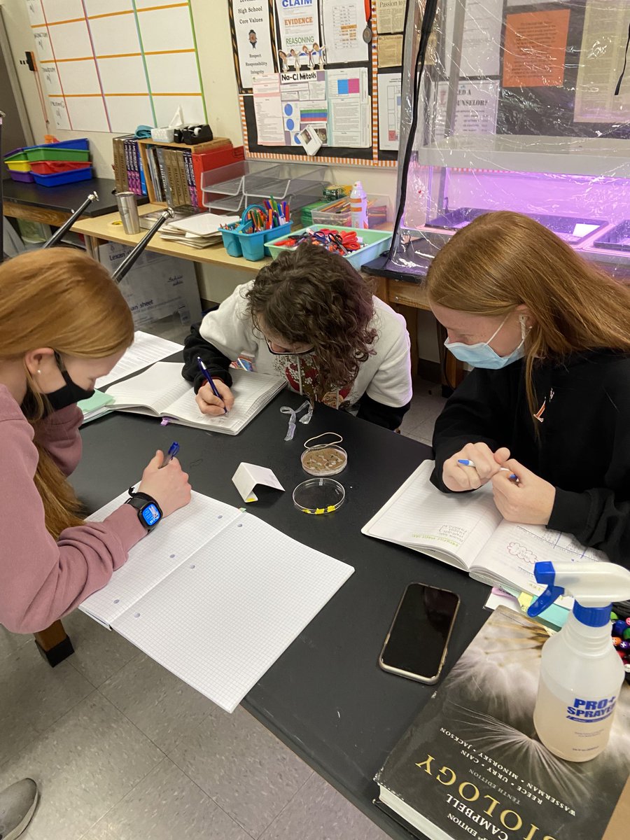 SchermsLHS's tweet photo. Love me some @fastplants for #LHSAPBio genetics 🧬. Extra ❤️ Rachel Y sharing data w virtual learner, Nia G. 🧑💻 @LHSTigrInCharge https://t.co/0ny9qtYImq