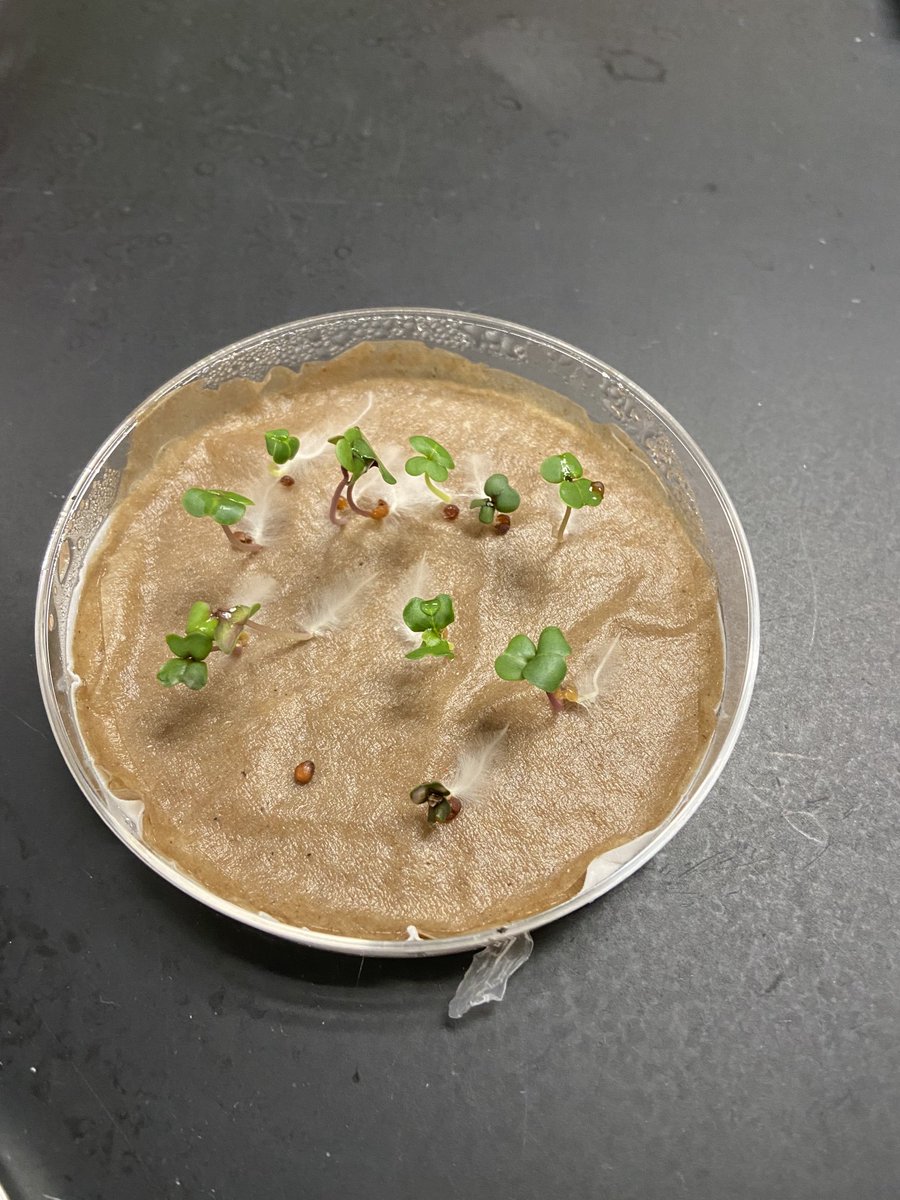 SchermsLHS's tweet photo. Love me some @fastplants for #LHSAPBio genetics 🧬. Extra ❤️ Rachel Y sharing data w virtual learner, Nia G. 🧑💻 @LHSTigrInCharge https://t.co/0ny9qtYImq