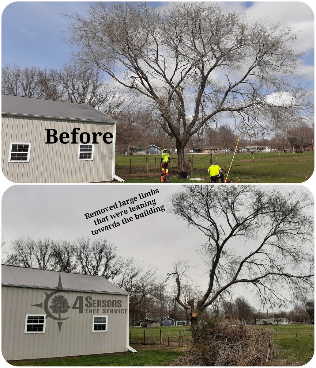 Unfortunately this Elm tree kept losing limbs everytime there was a storm or high winds,  last time it damaged part of the fence, we removed the ones leaning toward the shop and now they won't have to worry about this tree falling on it.