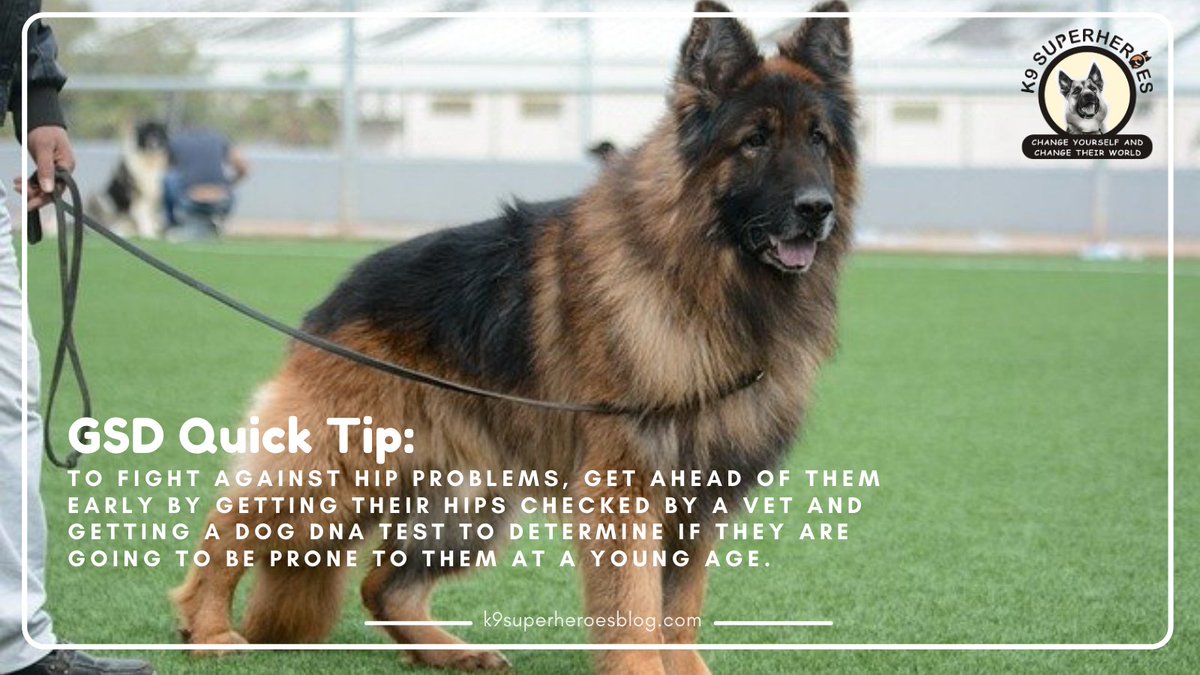 These are a must for any new GSD owners or anyone who hasn't thought about their hip problems!

#germanshepherd #germanshepherds #germanshepherdpuppy #germanshepherdpup #germanshepherddog #gsd #gsdofinstagram #gsdpuppy #gsdlife #gsdlove #germanshepherdsofinstagram
