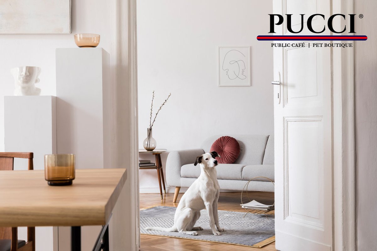 puccicafe tweet picture