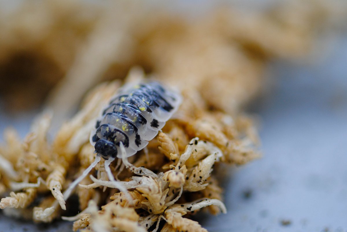 isopodist's tweet photo. Happy Saturday isopod friends!
๐ธ : @sc.herpetoculture
๐ : Oniscus Asellus "Mardi Gras Dalmatian"
#isopod #isopods #isopodsource #isopodsquad #isopoda #oniscus #asellus #oniscusasellus #oniscusasellusmardigrasdalmatian #macrophotography #bbcwildlife #rolypoly #bbc @BBCEarth https://t.co/lZIRrsReHN