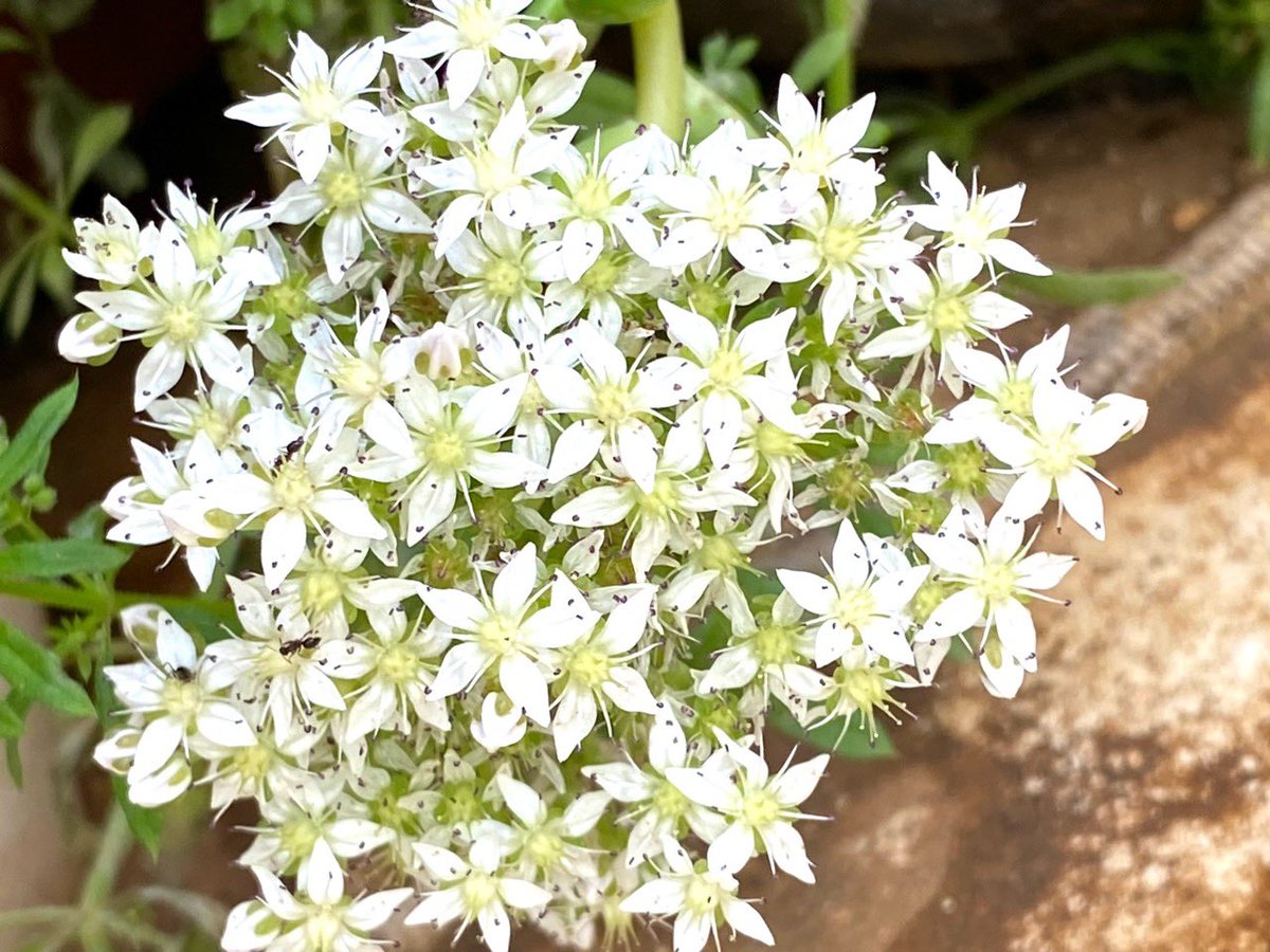 みんなの 白い花 口コミ 評判 2ページ目 食べたいランチ 夜ごはんがきっと見つかる ナウティスイーツ