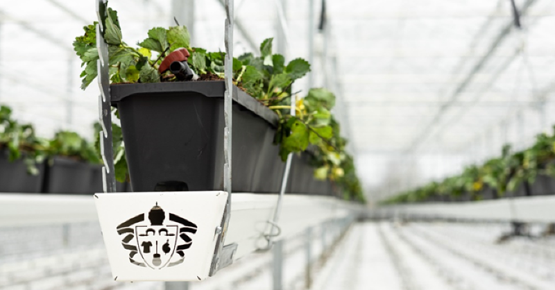 Dyson's tweet photo. Strawberries produced by Dyson Farming hit supermarket shelves in the UK this week! Read more about Dyson’s sustainable food production on the Dyson newsroom. #Dyson #DysonFarming