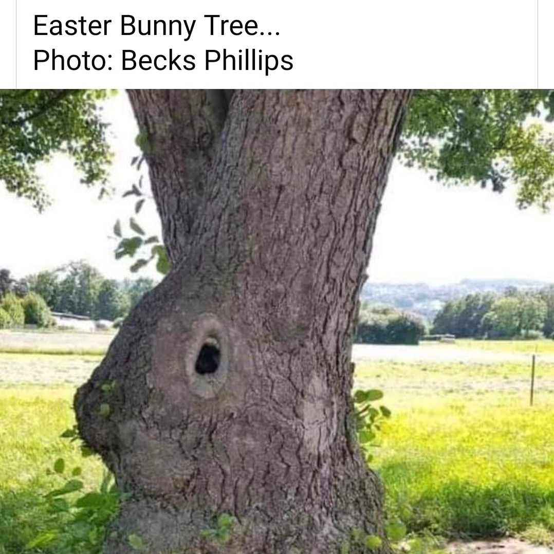 ChristineHartC1's tweet photo. Nearly Easter bunny balloon time https://t.co/f9W5LhPvYa