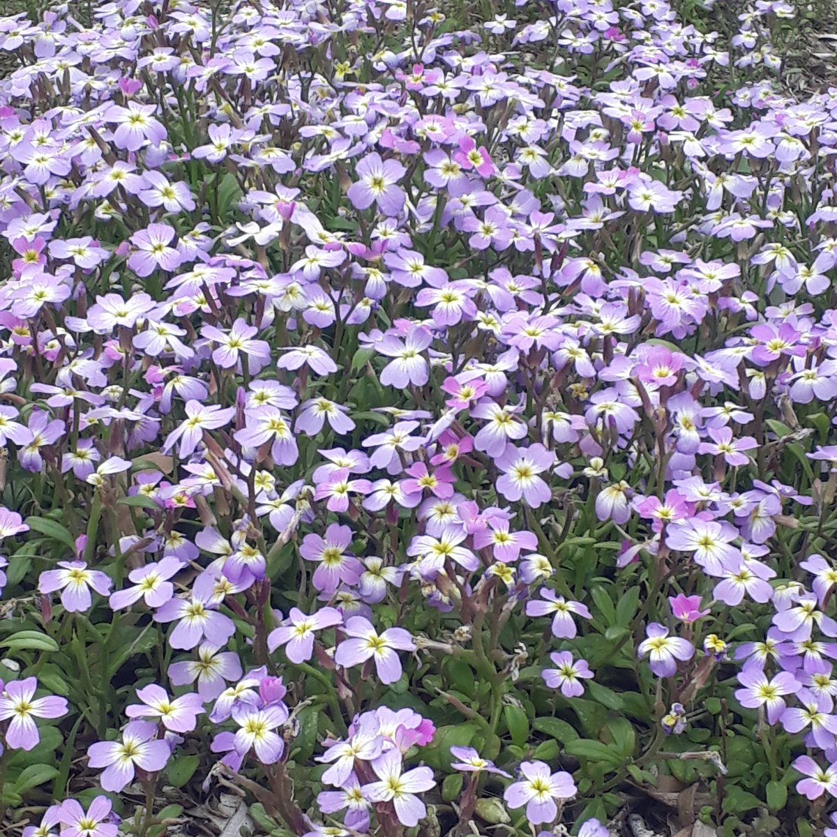 şükrübakan tweet media