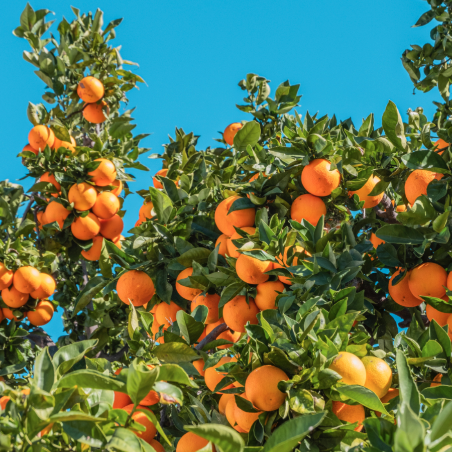 everybody_ie's tweet photo. There are so many vitamins and products available, it can be overwhelming and difficult to know which nutrient supplements are right for you.

Browse our Information Centre https://t.co/8T5KZPVrWx to find key information about essential nutrients 🍊 https://t.co/0jERNw0Utz