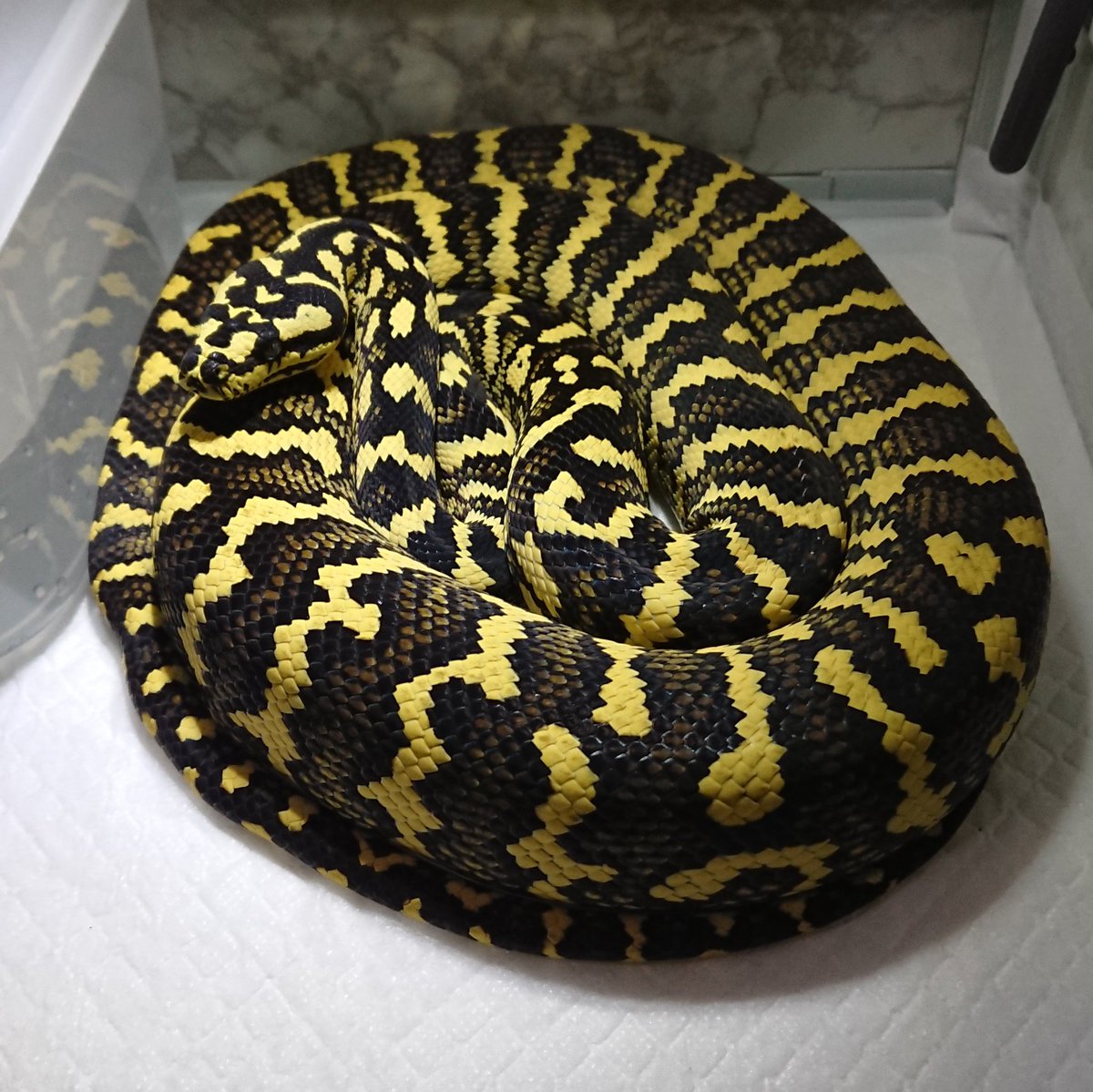 ジャングルカーペットパイソン