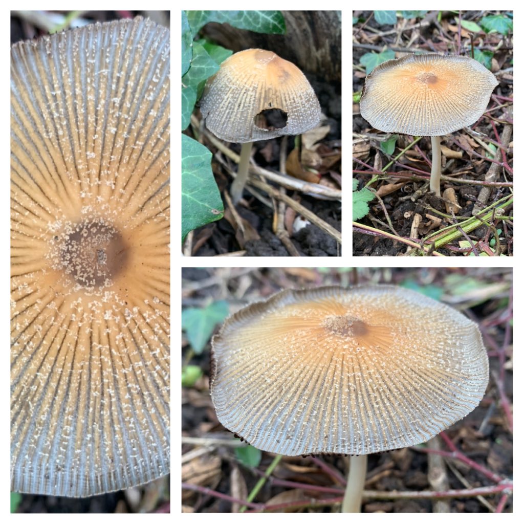 A stunning March mushroom growing in Our Secret Garden ⁦<a href="/charltonmanor/">Charlton Manor Sch</a>⁩