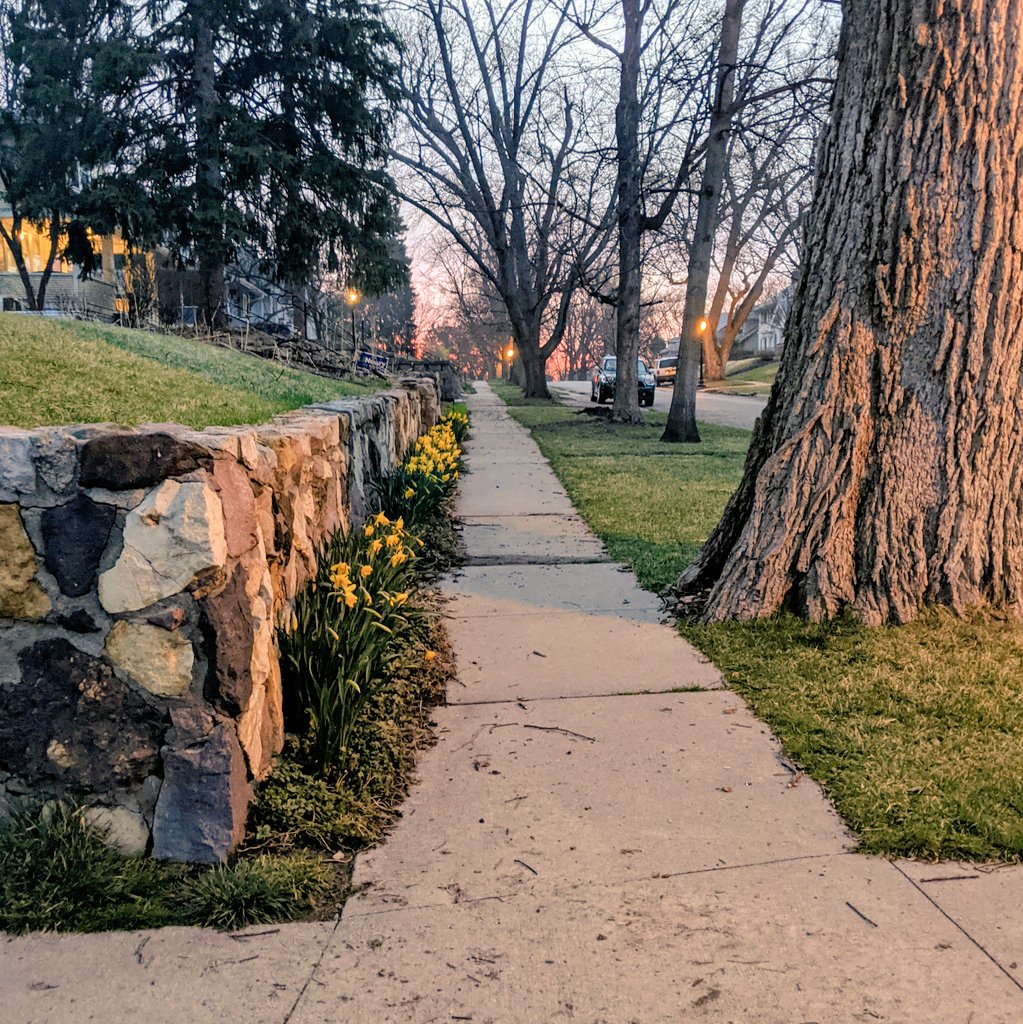 Happy Friday! First daffodil blooms of #spring. Take a moment to enjoy some outdoor beauty today 😎