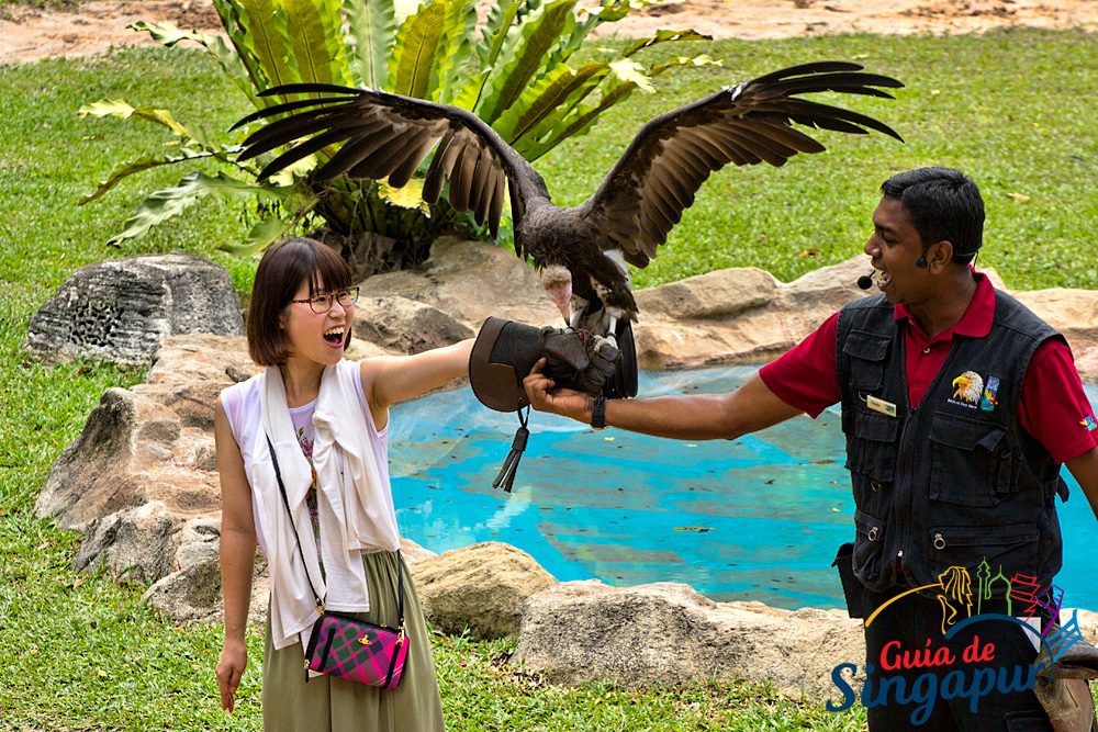 guiadesingapur's tweet photo. Diversión en el *EXCELENTE* Jurong Bird Park, un zoológico únicamente de aves. En breve cambiará de casa, será trasladado a la región de los grandes parques zoológicos de Singapur administrados por @tweetWRS Más información y fotos sobre el parque ➡️ https://t.co/imKPzuOje2 https://t.co/YzJuvGkohX