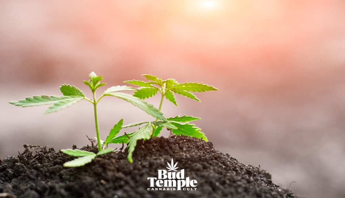 temple_bud's tweet photo. 🚀The Future is Now!🌿
#budtemple #cbd #cbdstore #cbdoil #cannabis #cannabiscommunity #cannabismedicinal #hemp #hempstore #hempseeds #weed #weedlove #weedstagram #weedsociety #plants #photooftheday #photographylovers #photography #nature #naturephotography #legalize #portugal https://t.co/FNEmnCChDv