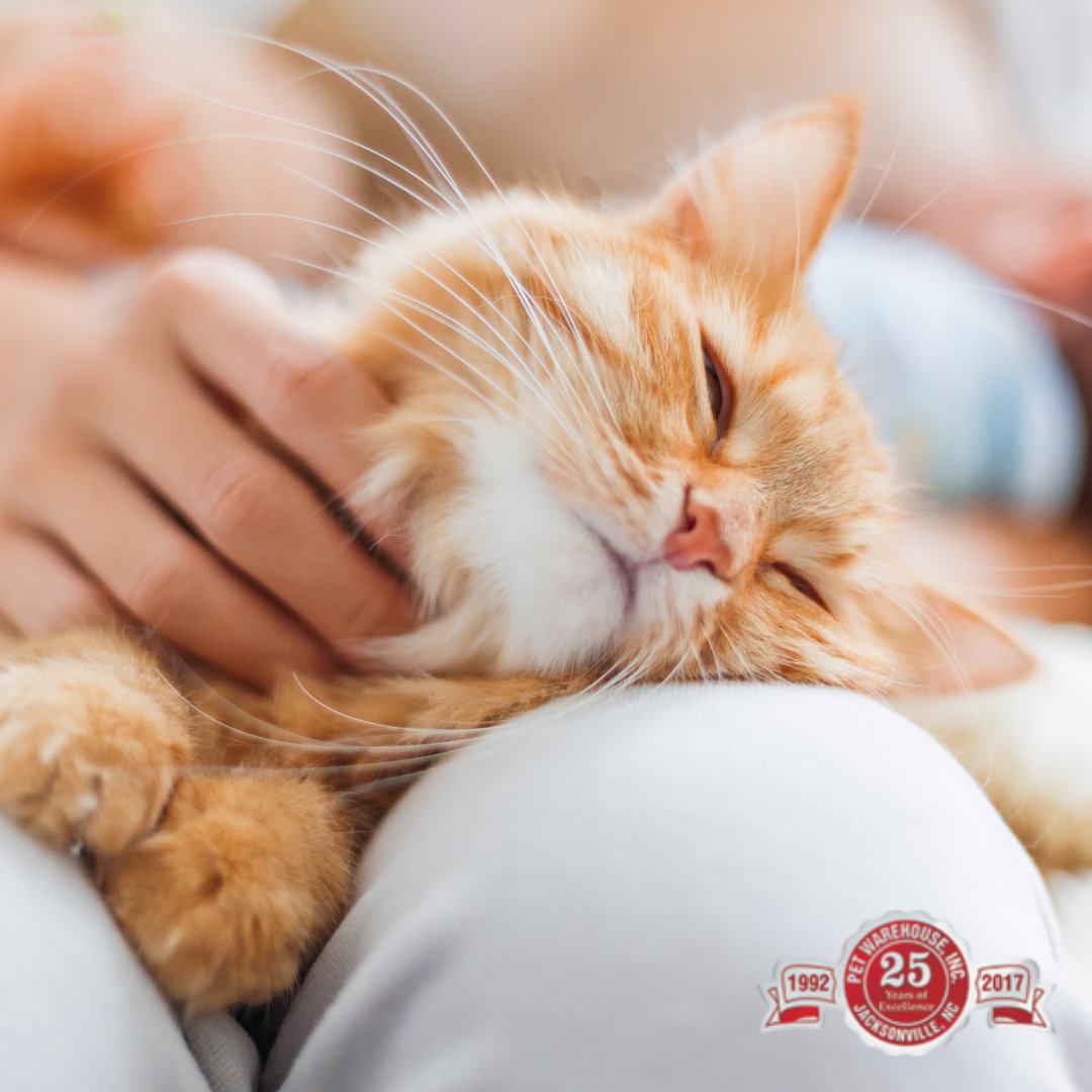 PetWarehouseNC's tweet photo. 65% of the cats and kittens were found to be securely bonded to their owners.

#petwarehouse #jacksonvillenc #animals #nc https://t.co/Dq62XcJ2OF