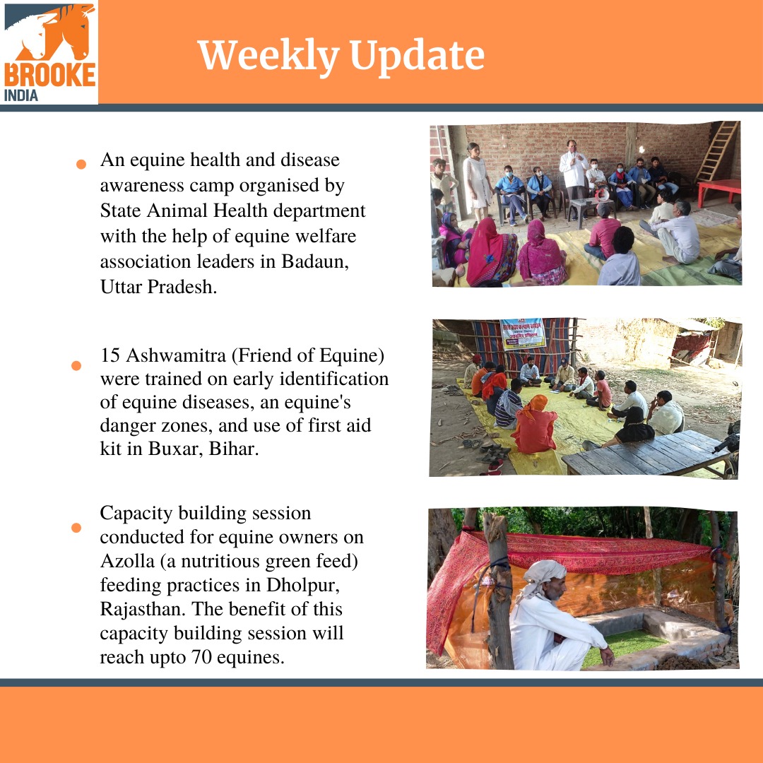 BrookeIndia1's tweet photo. BI's weekly update:
@TheBrooke
#goodfeedforanimals #saveanimals #healthyhorse #healthydonkey #healthyequine #diseasefreeanimals #animalfriend #friendofanimals #Bihar #UttarPradesh #Rajasthan #animalsindesert #foodforall #AnimalWelfare #Compassionatehandling #Proudtobebrooke https://t.co/74NfHa5riS