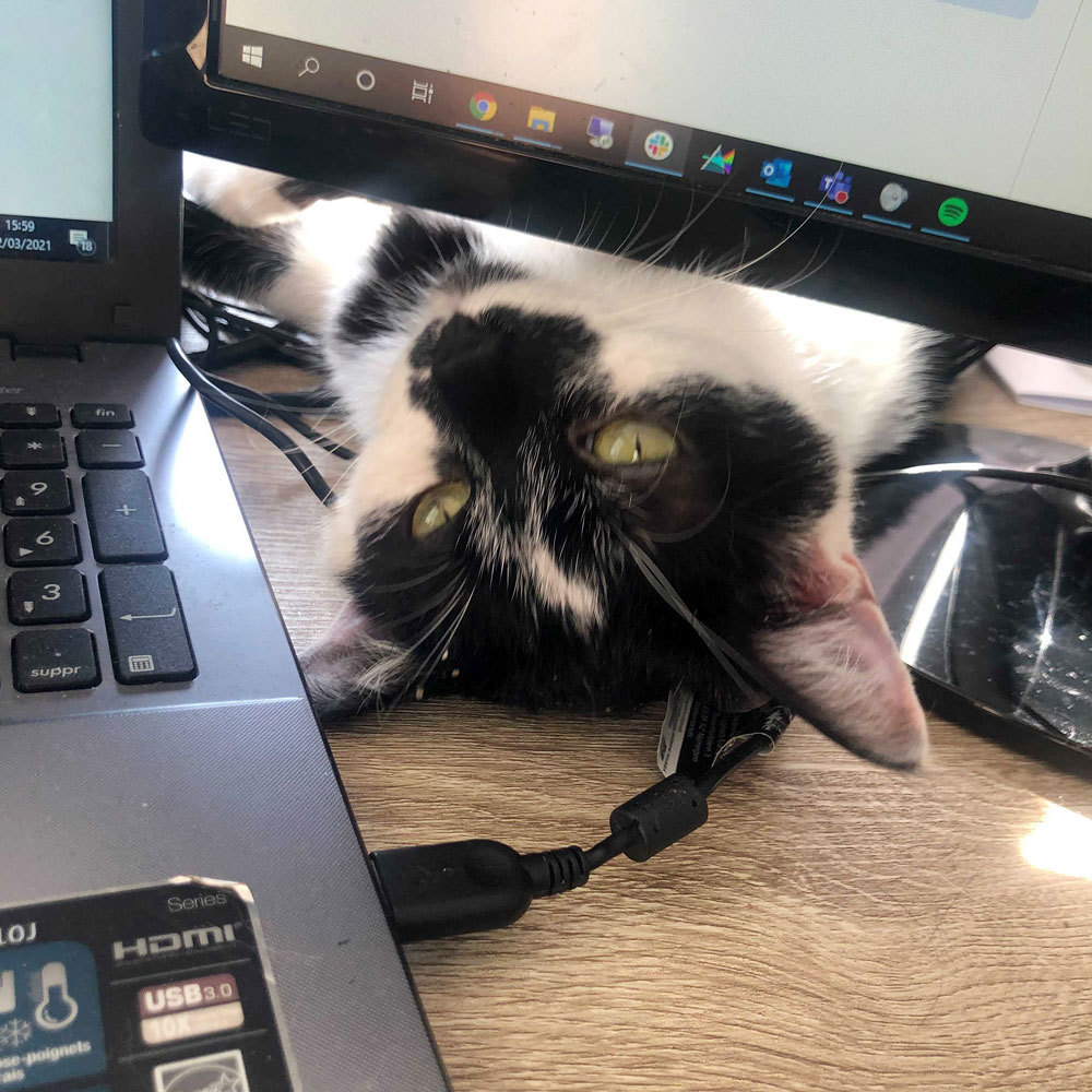 Livee_com's tweet photo. [TELETRAVAIL] Le télétravail, c’est aussi cohabiter avec de nouveaux collègues (parfois un peu envahissants) au quotidien 😻

Et vous ça se passe comment le télétravail ?

#catday #teletravail #stagiaire https://t.co/GX6QVJUSaE