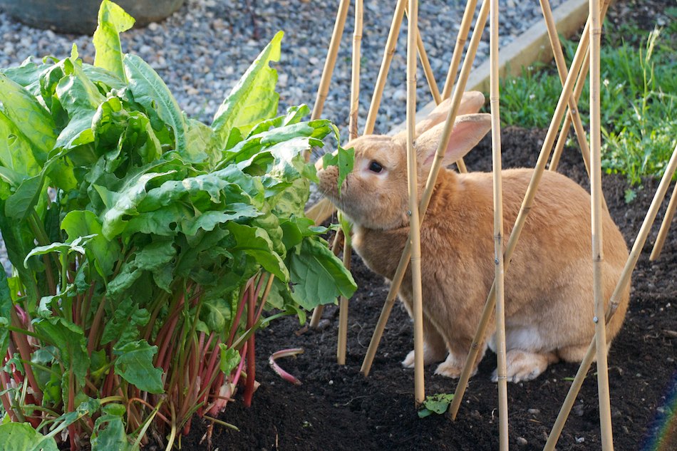 WS_Gallery's tweet photo. Happy Easter! https://t.co/bzUJdANd8N https://t.co/GKqLYKWi1l